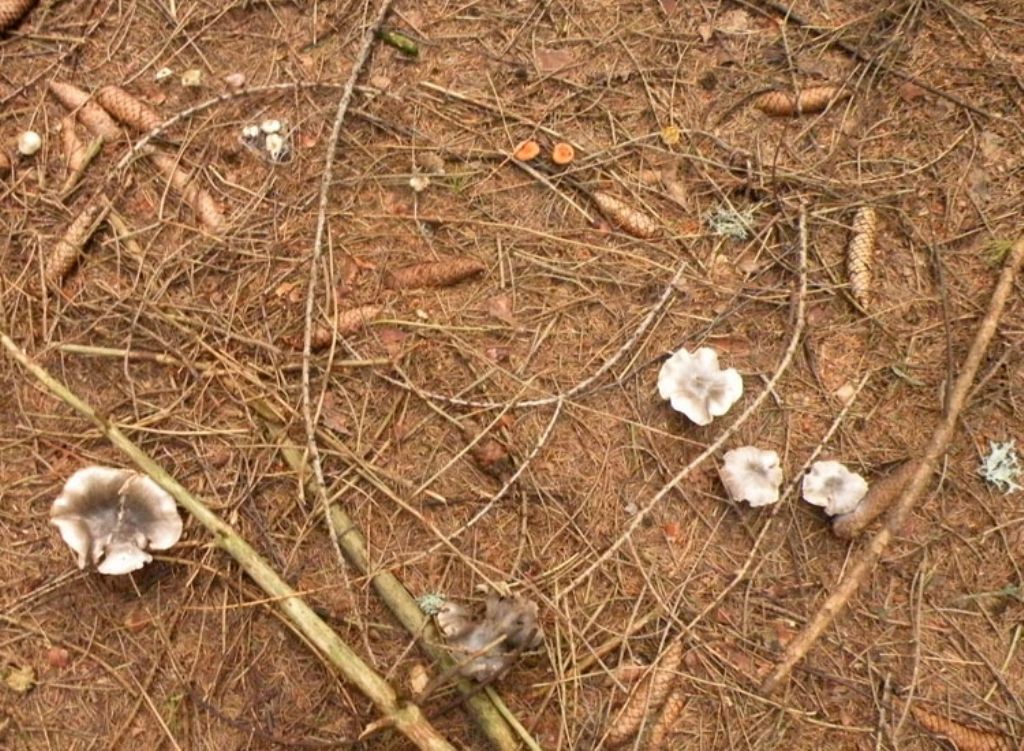 Inocybe o Entoloma?